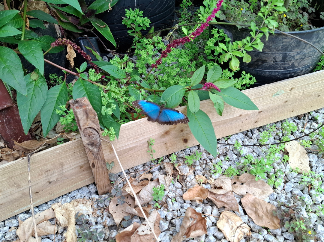 Guys Butterfly House-St Hilary必去景点