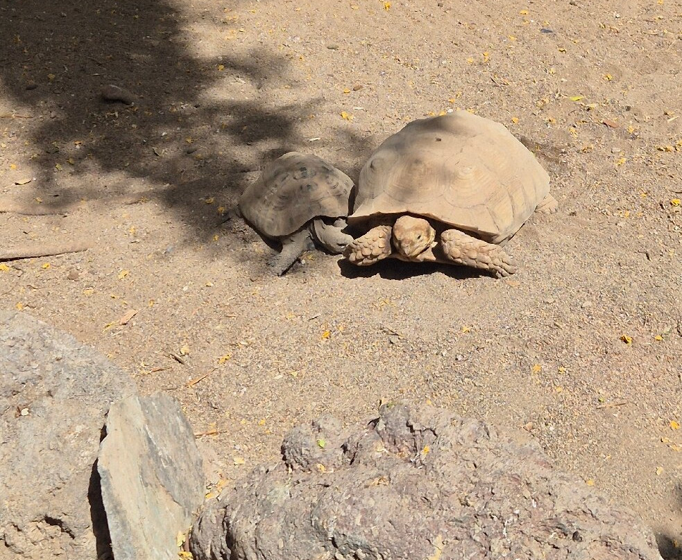 Cocodrilo Park Gran Canaria-阿古伊梅斯必去景点