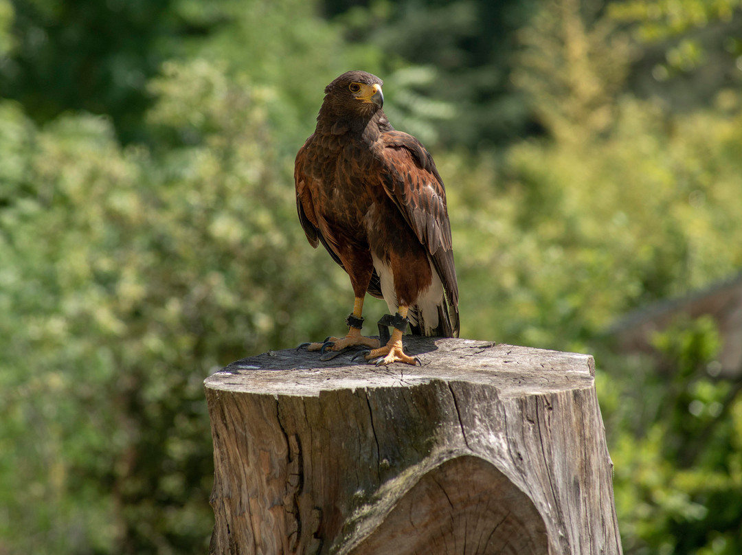 Zoo d'Upie Le Jardin Aux Oiseaux-Upie必去景点