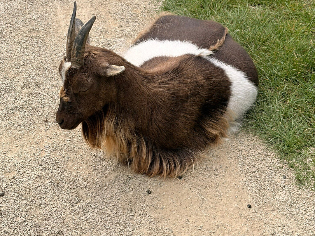 Manor Wildlife Park-St. Florence必去景点
