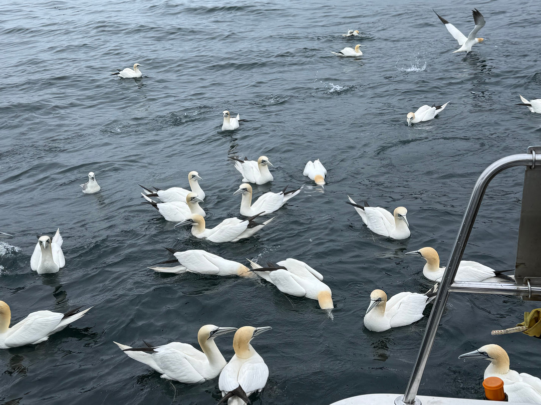 Shetland Seabird Tours - The Noss Boat-Lerwick必去景点