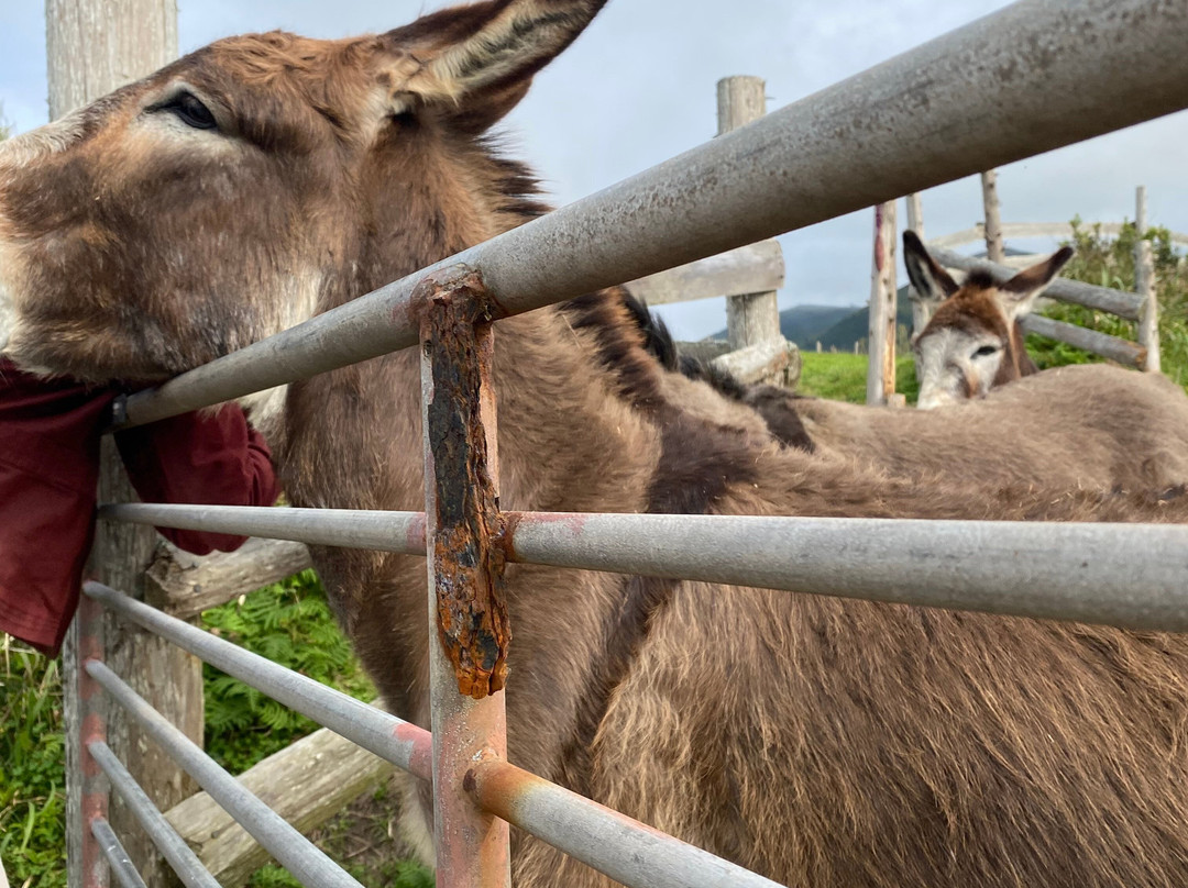 Donkeys & Friends-Agua de Alto必去景点