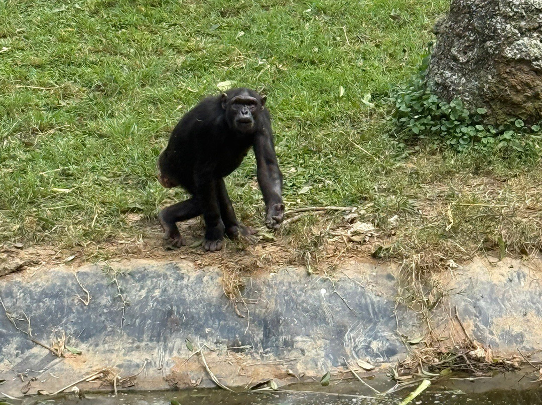 Entebbe Zoo-恩德培必去景点