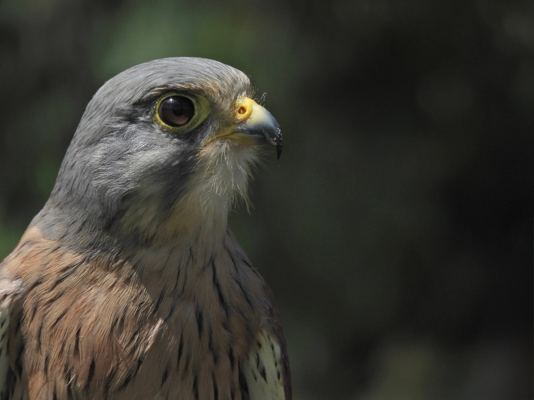 Surrey Hills Falconry-Ockley必去景点