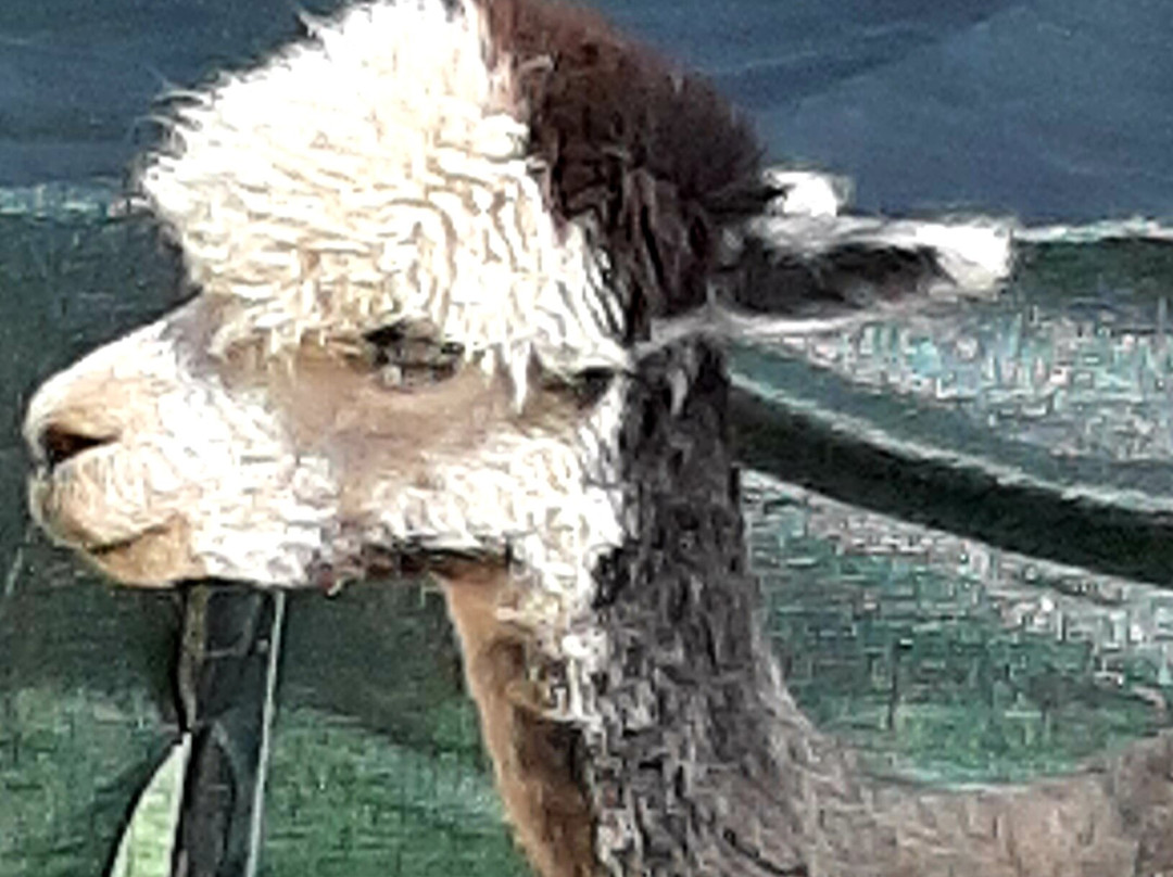 Elalpaca-马切尔西涅必去景点