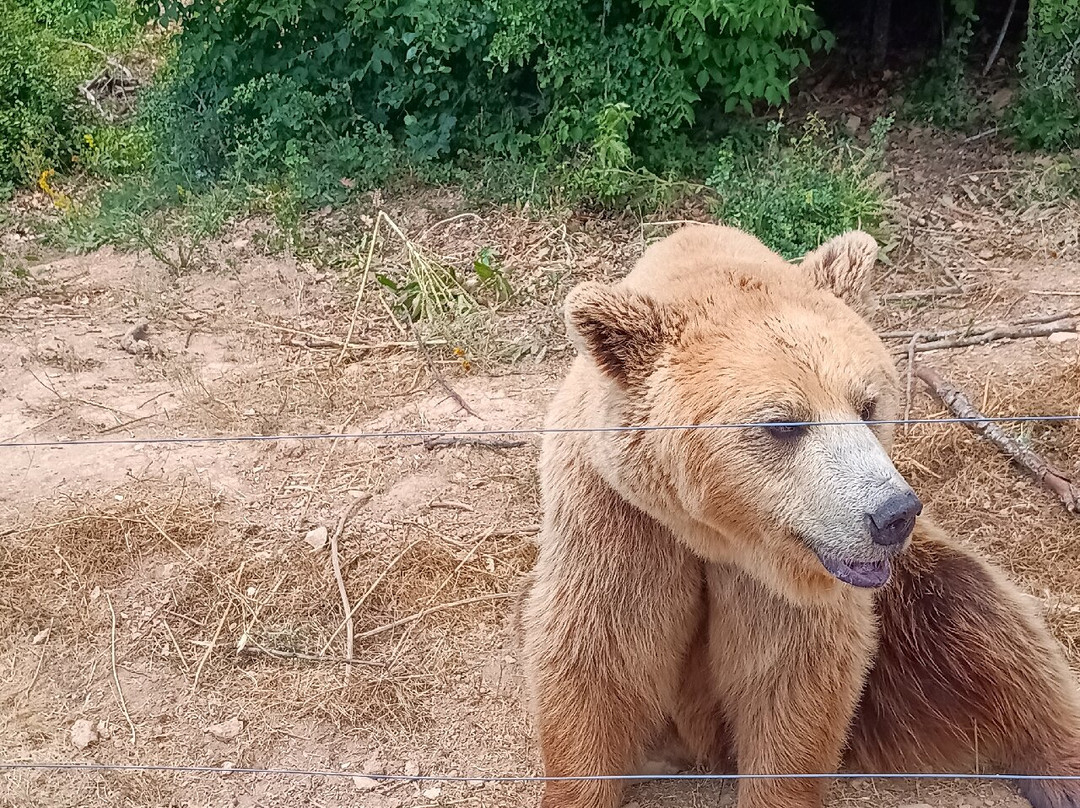BEAR SANCTUARY Prishtina-普里什蒂纳必去景点