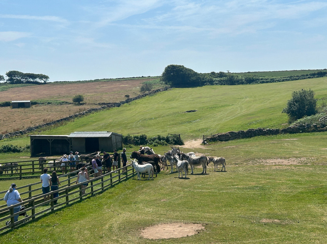 The Flicka Foundation - Donkey Sanctuary-Penryn必去景点