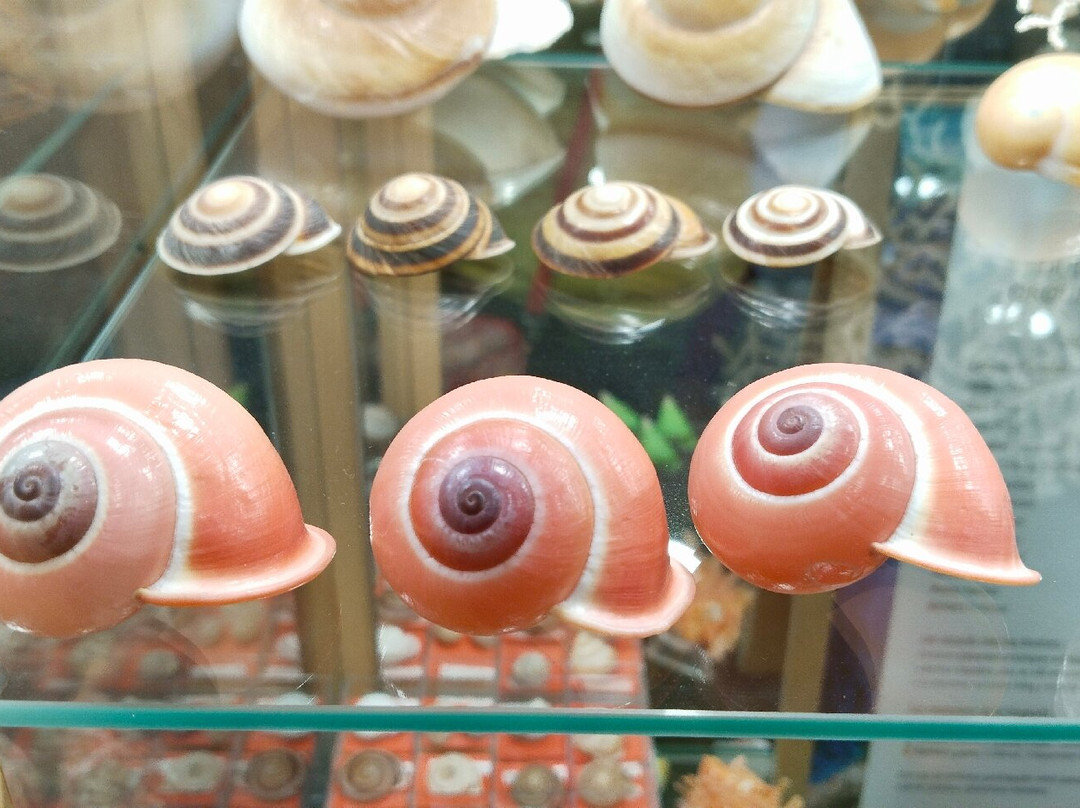 Museum du Coquillage-莱萨布勒多洛讷必去景点