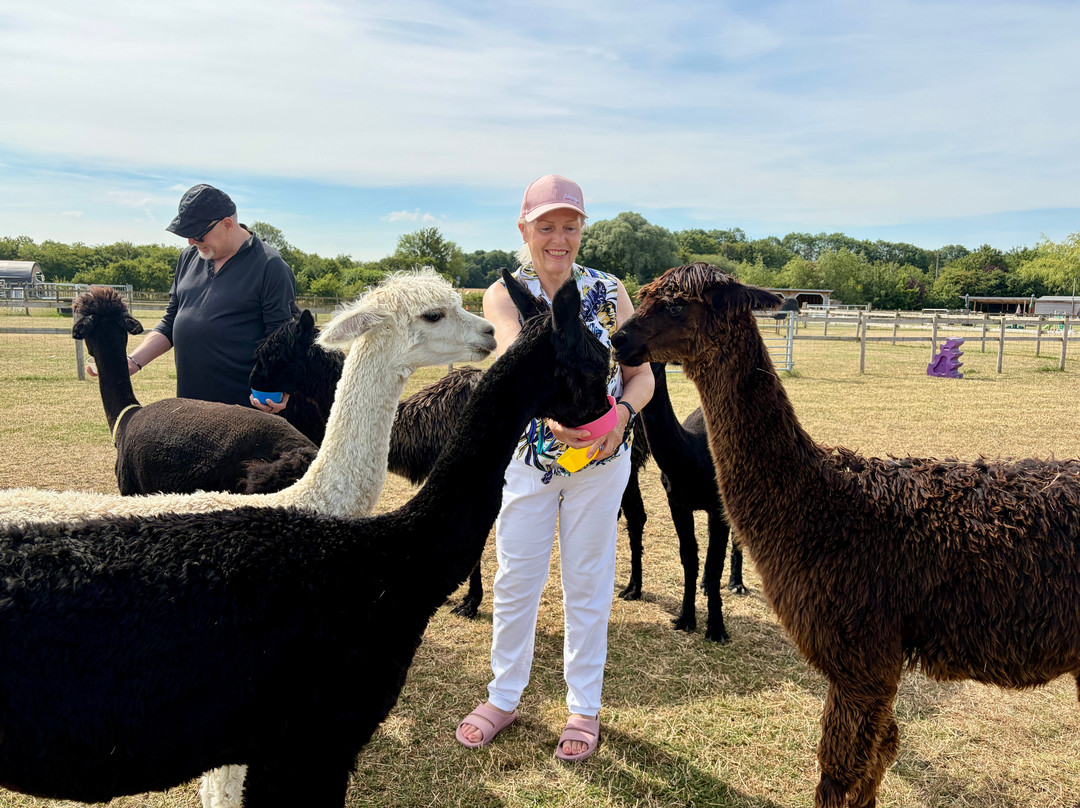 Cotswold Vale Alpacas-伊夫舍姆必去景点