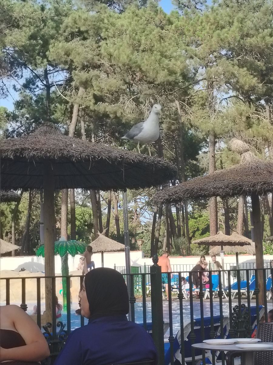 AluaSun Marbella Park-旅行者