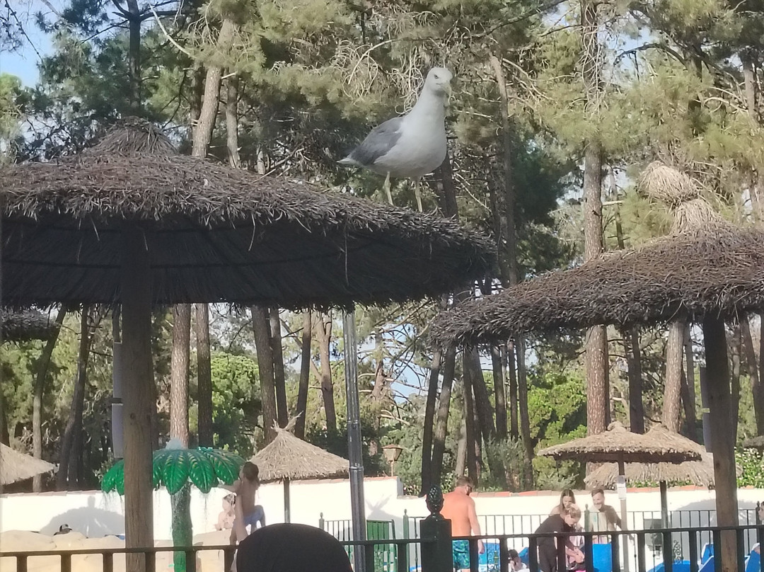 AluaSun Marbella Park主图