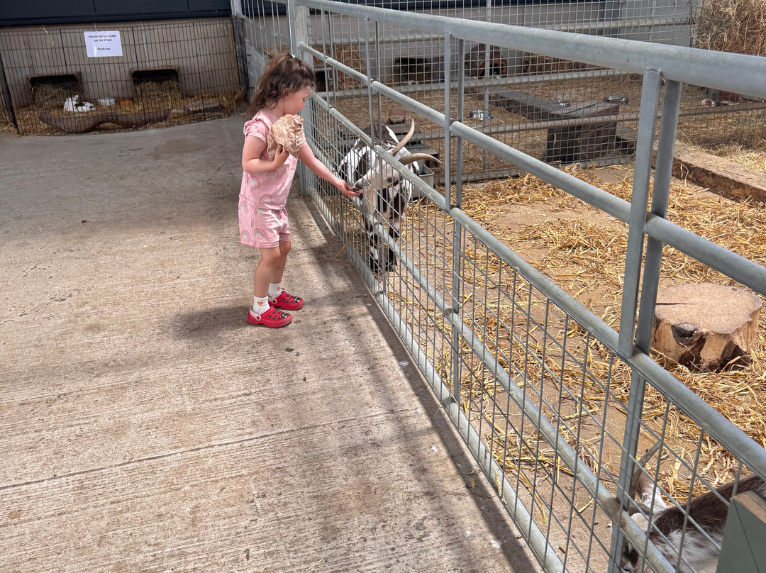 Cefn Mably Farm Park-卡迪夫必去景点