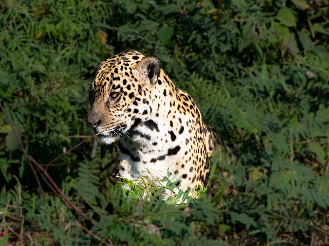 Pantanal Jaguar Safaris-Chapada dos Guimaraes必去景点