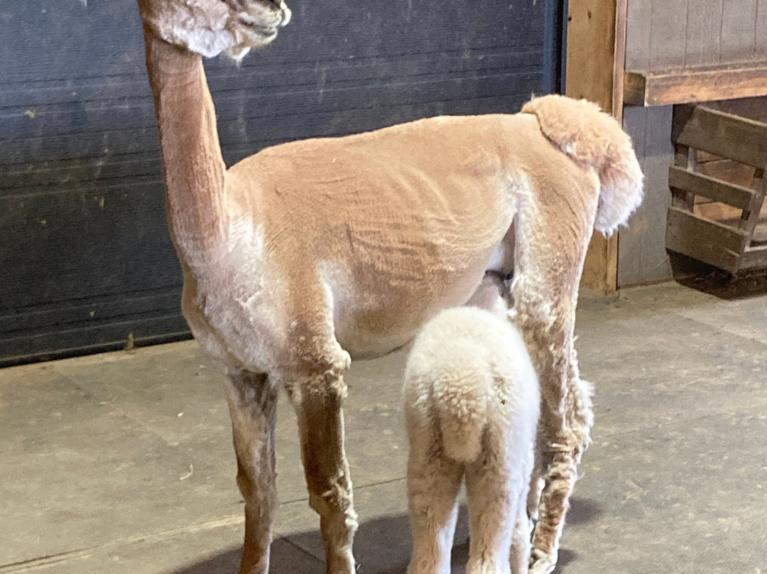 Alpacas Charlevoix-Les Eboulements必去景点