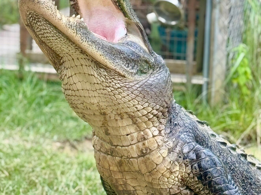 Kliebert & Sons Gator Tours-Ponchatoula必去景点