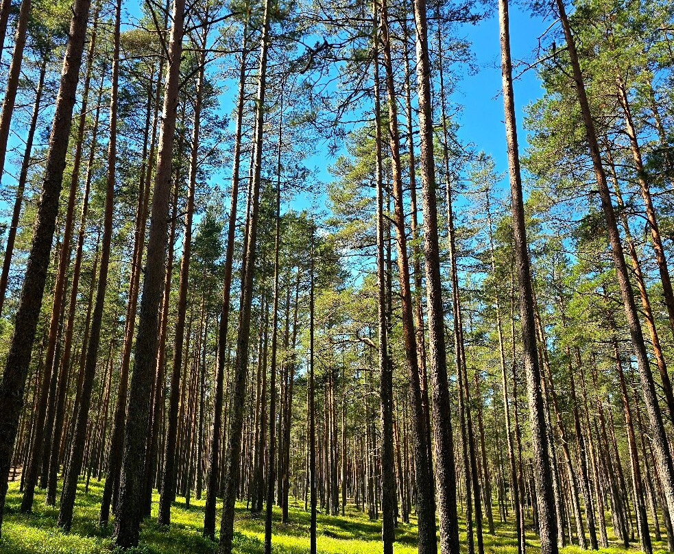 Viru Bog Trail-Kolga必去景点