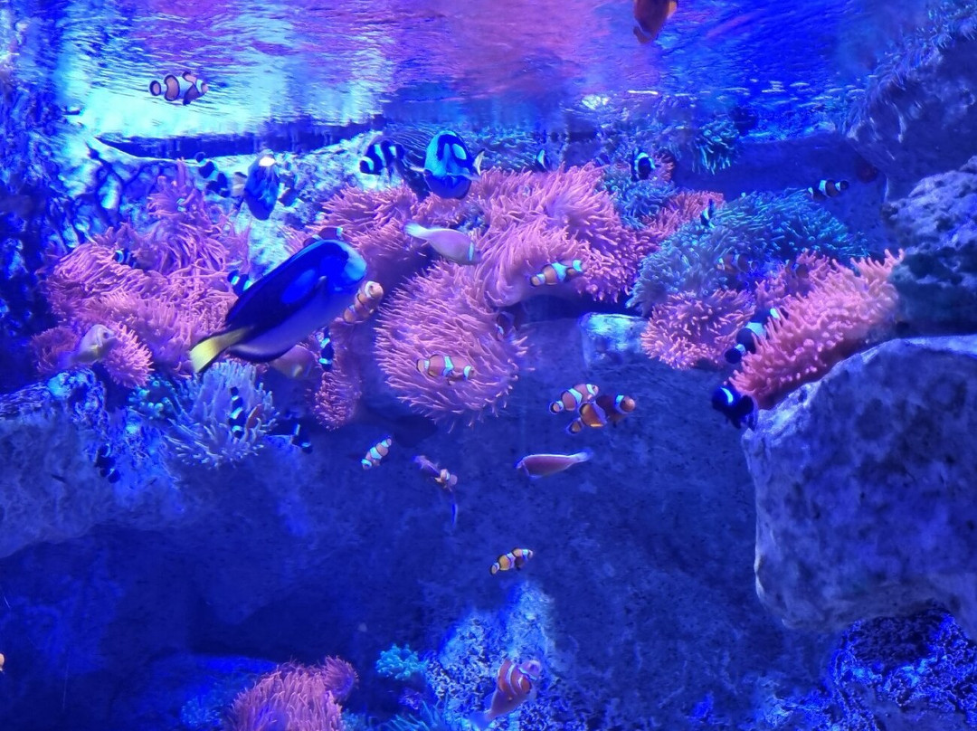 Seaquarium Institut Marin-勒格罗迪鲁瓦必去景点