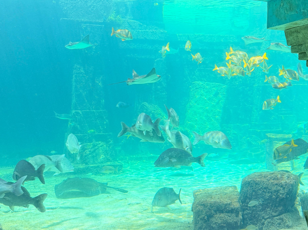 Marine Habitat at Atlantis-天堂岛必去景点