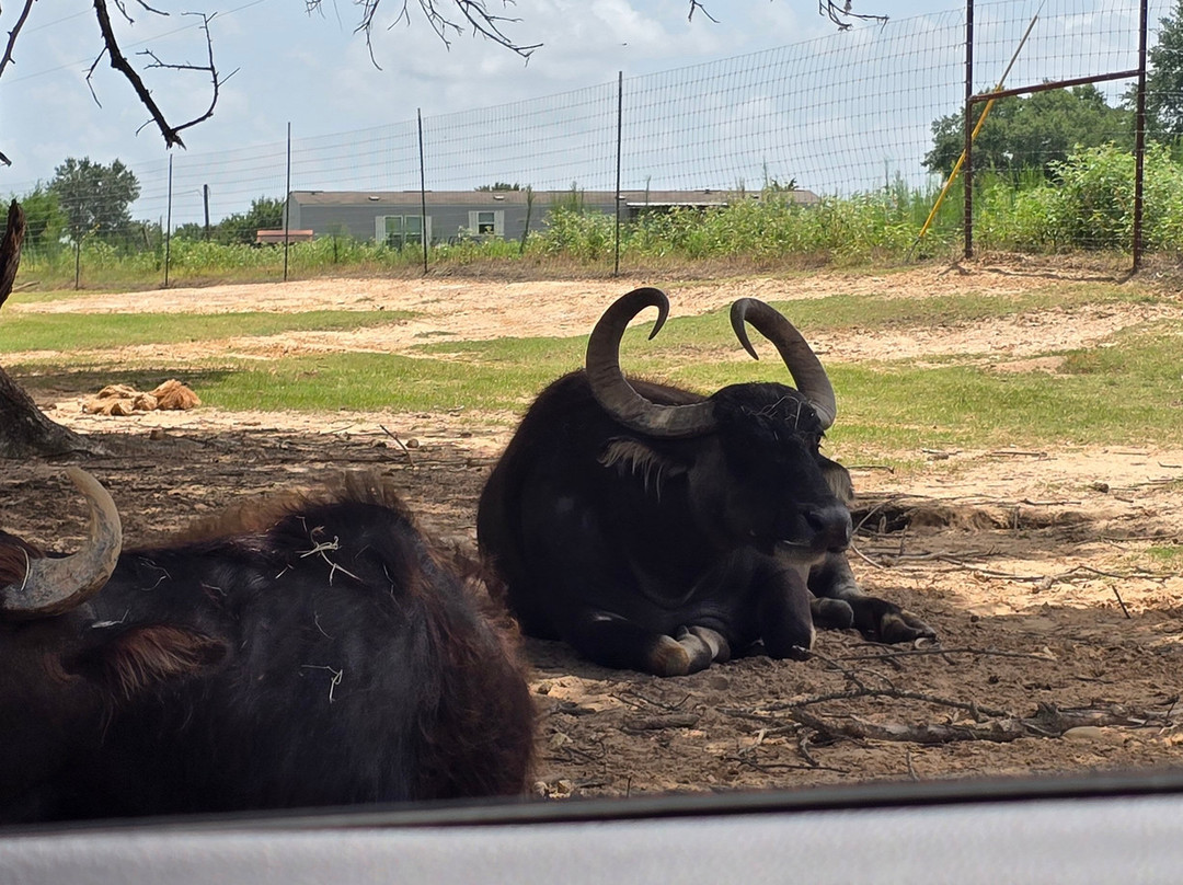 Franklin Drive Thru Safari-Franklin必去景点