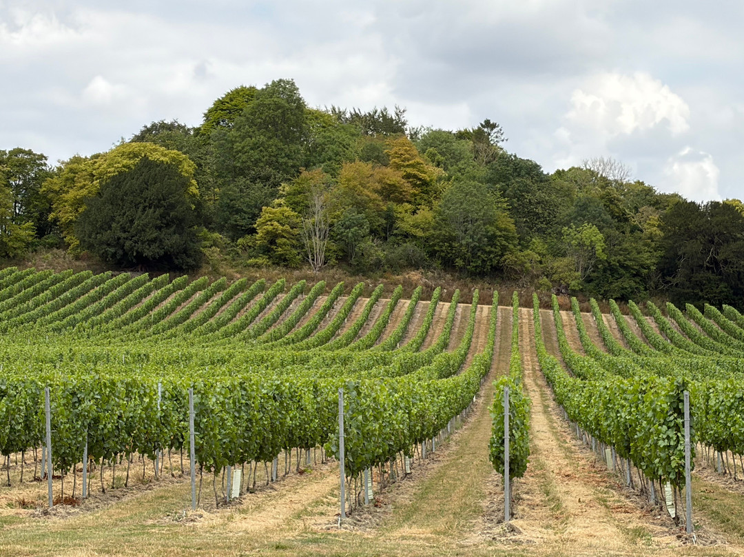 Wildshark Vineyard-Harrietsham必去景点