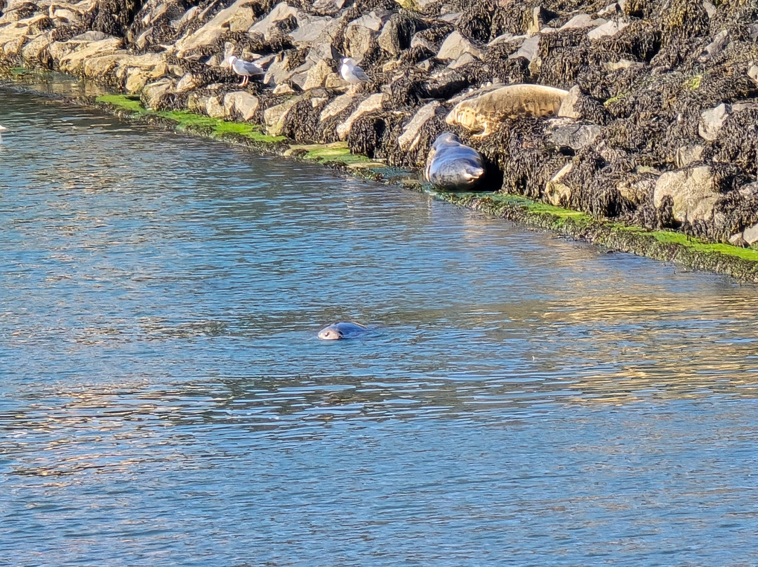 Eyemouth Rib Trips-Eyemouth必去景点