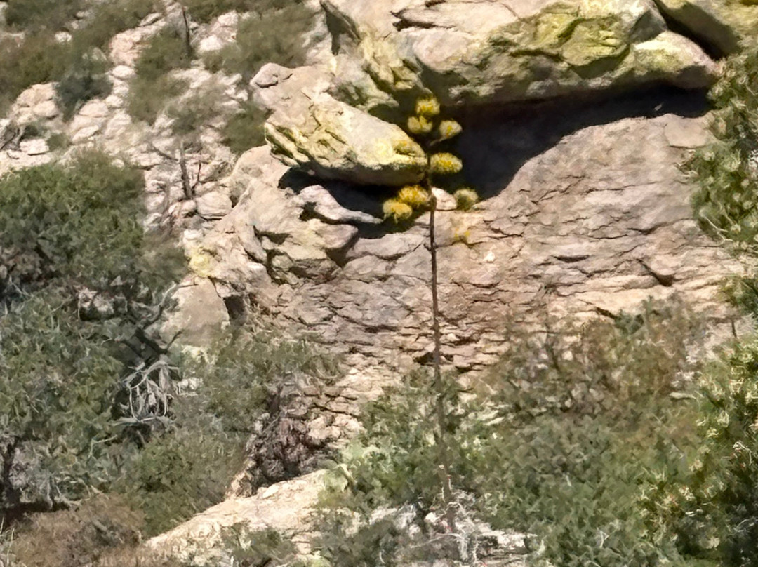 Chiricahua National Monument-Willcox必去景点