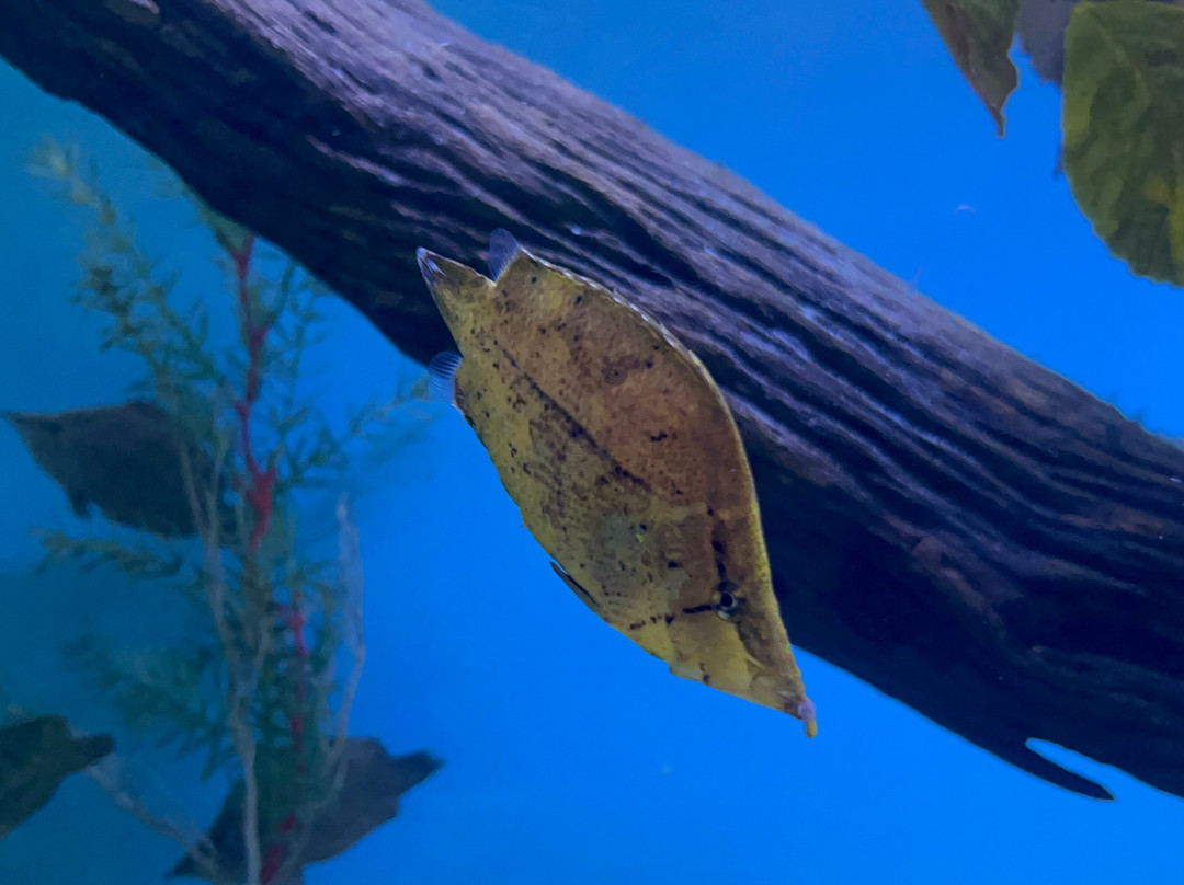 Aquarium Of The Amazon-伊基托斯必去景点