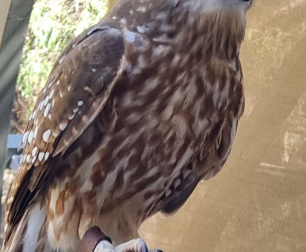 Capes Raptor Centre-玛格丽特河必去景点