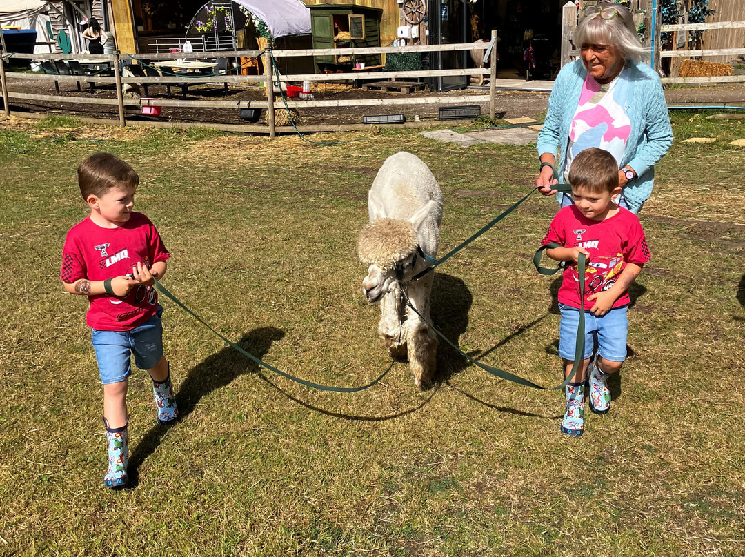 Woodlands Alpaca Farm-沃灵顿必去景点