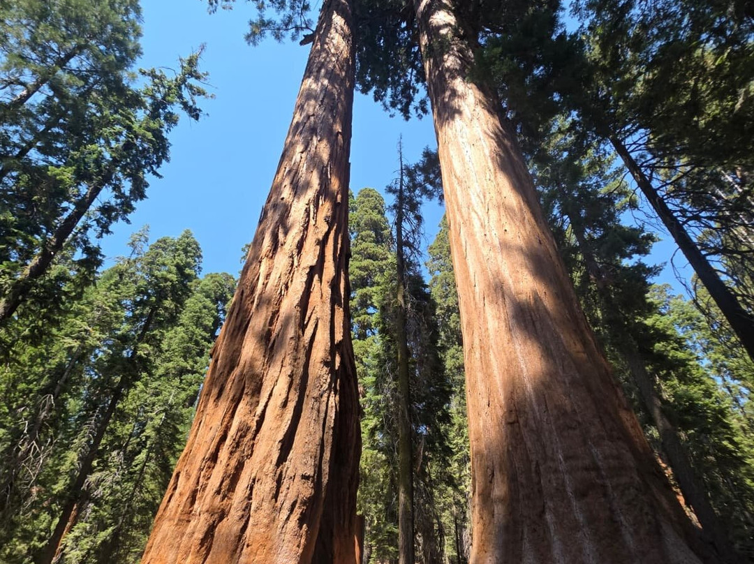 Sequoia National Park-维塞利亚必去景点
