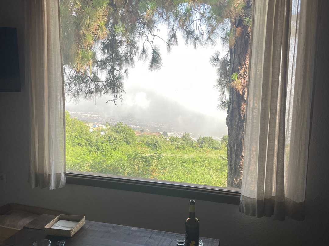 El Pino Centenario