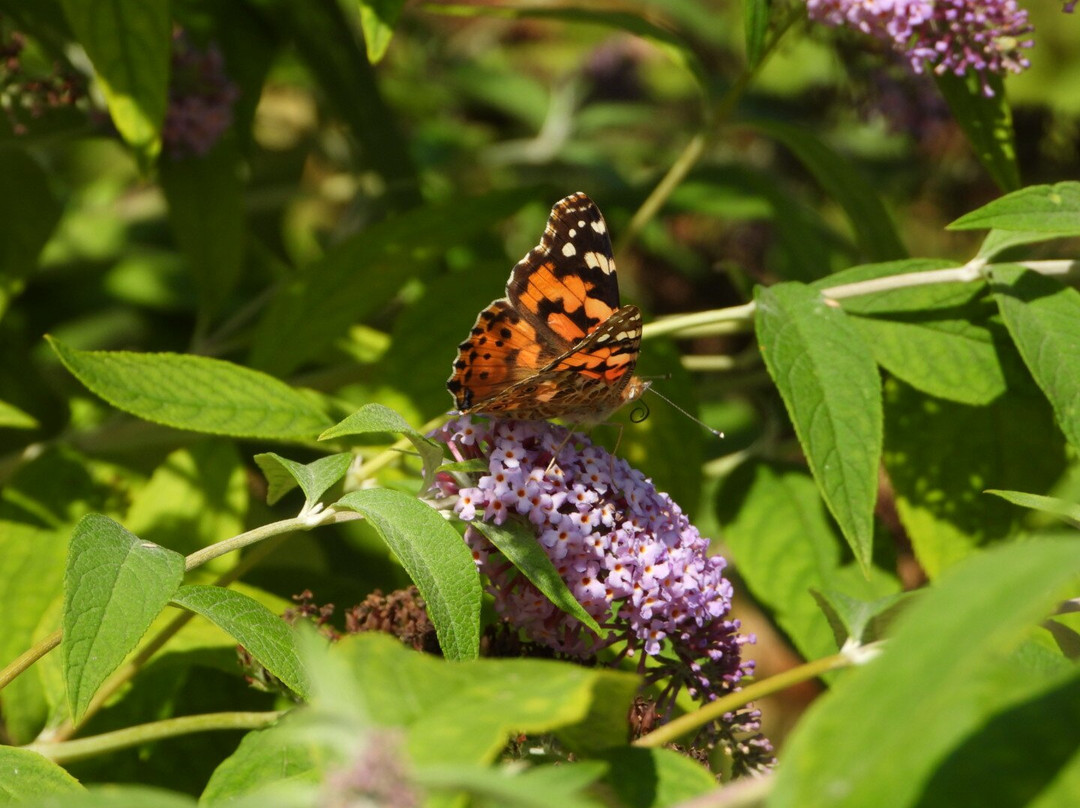Tophill Low Nature Reserve-Driffield必去景点