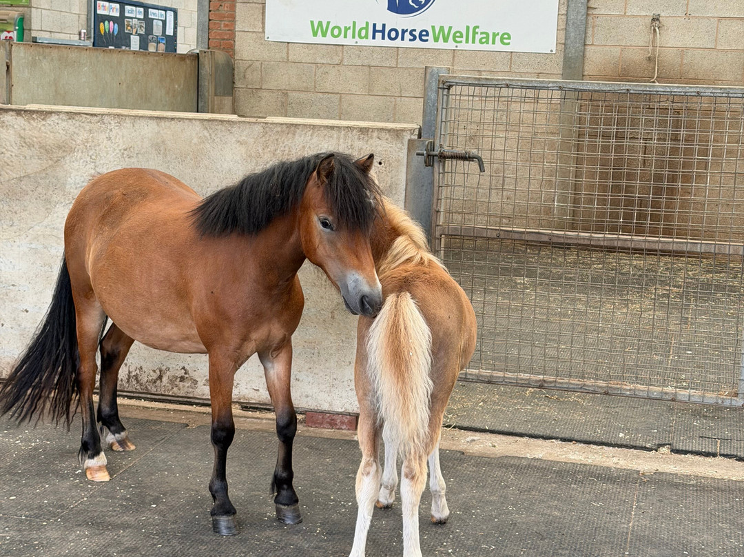 World Horse Welfare Penny Farm-黑潭必去景点