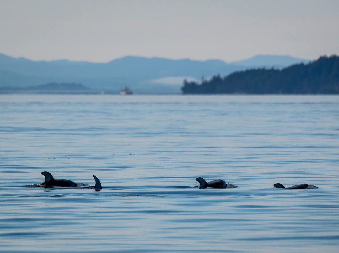 Seasmoke Whale Watching-Alert Bay必去景点