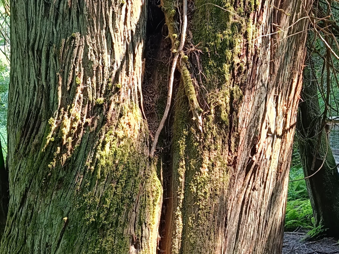 Cathedral Grove-艾伯尼港必去景点