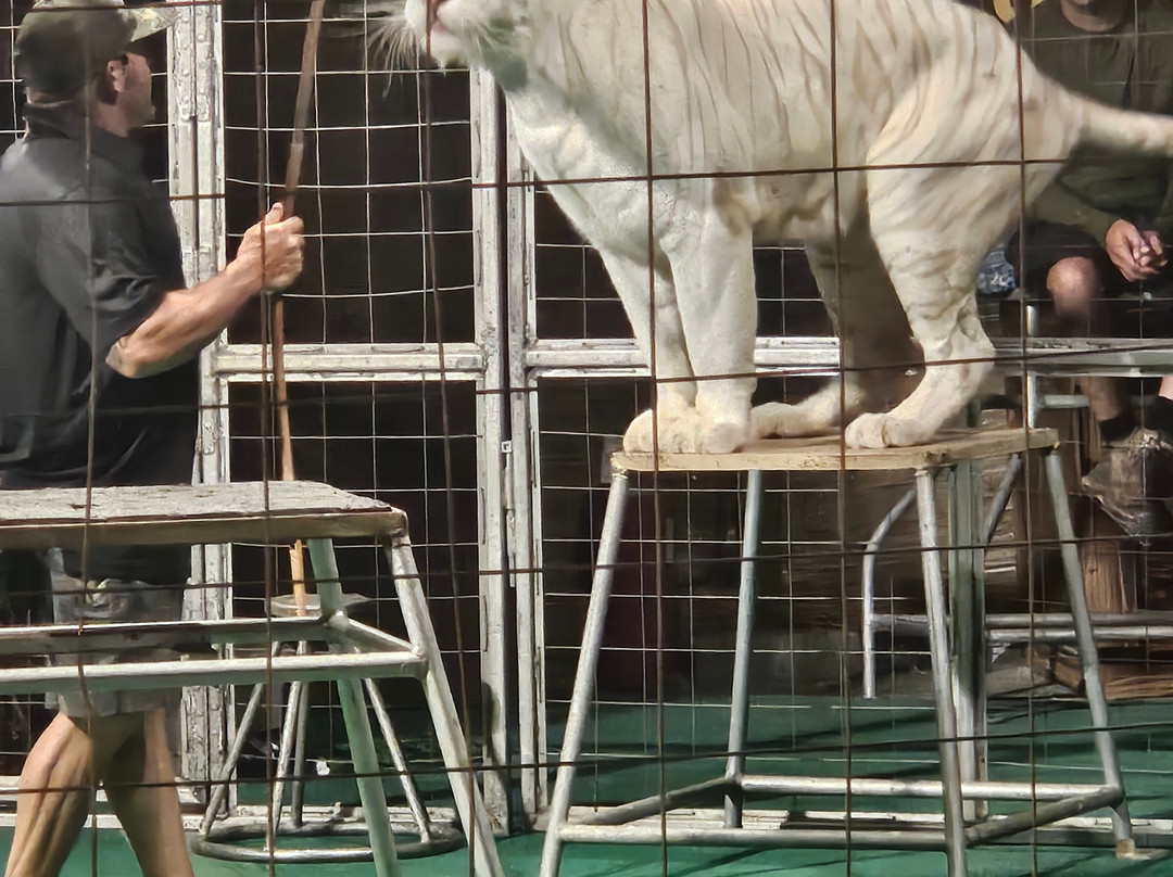 Big Cat Habitat-萨拉索塔必去景点
