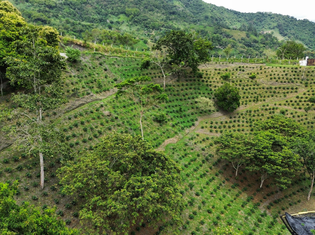 Finca Selvara