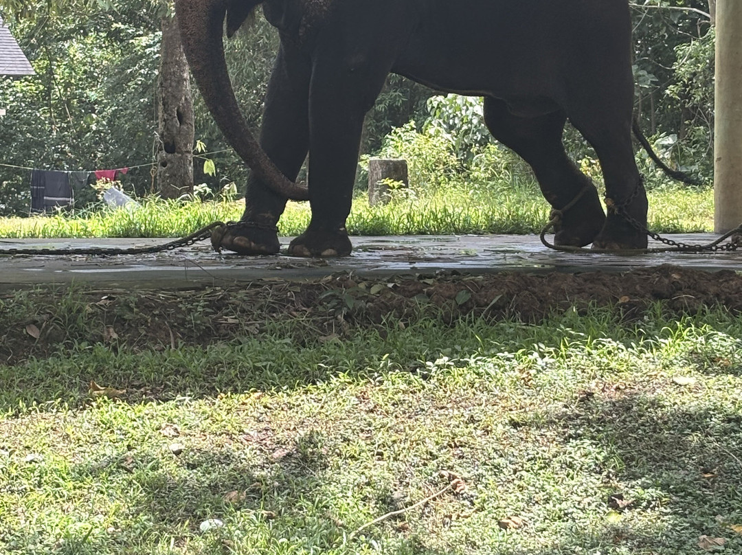 Elephant Rehabilitation Centre-提卢湾安塔普兰（特里凡德伦）必去景点
