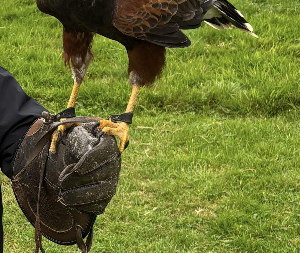 Huntly Falconry-Huntly必去景点