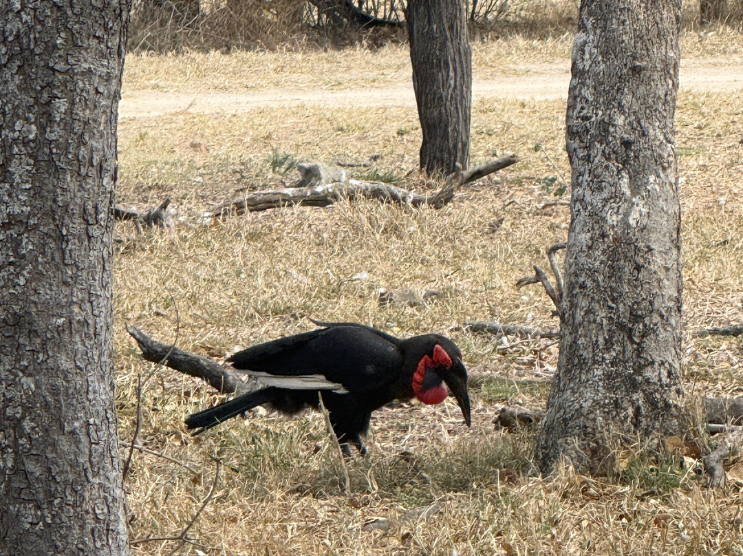 Hoedspruit Endangered Species Centre-霍德斯普鲁特必去景点
