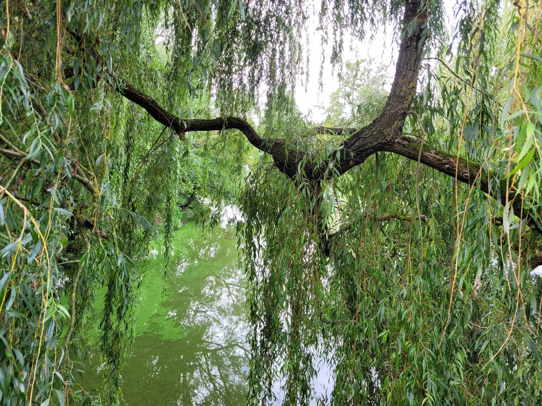 De Witt See