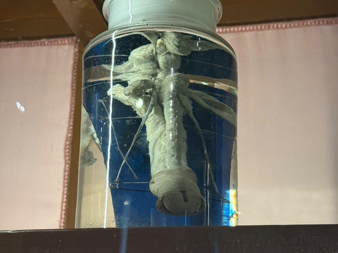 MUSA - Museo Universitario delle Scienze e delle Arti-那不勒斯必去景点