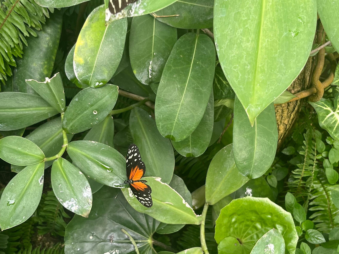 Mariposario del Drago-伊科德洛斯维诺斯必去景点