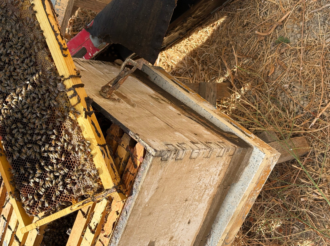 Tsigenis Beekeeping-Tylissos必去景点