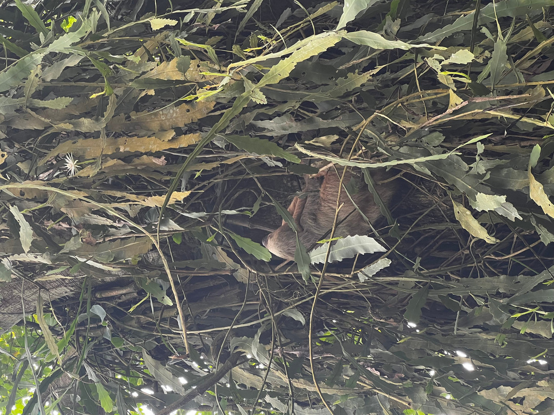 Cacao Trails Culture Tour-Hone Creek必去景点
