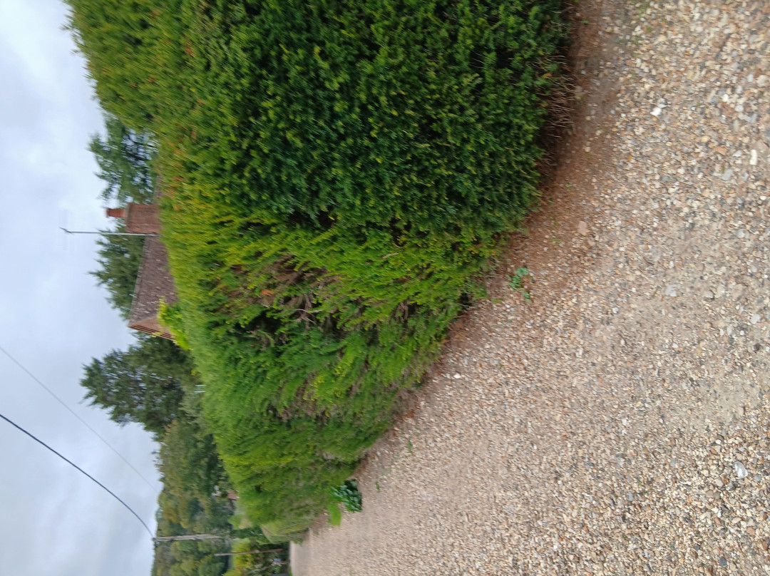 The Frog at Skirmett