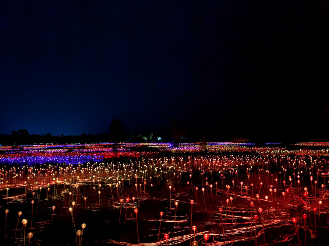 Field of Light-乌鲁鲁-卡塔丘塔国家公园必去景点