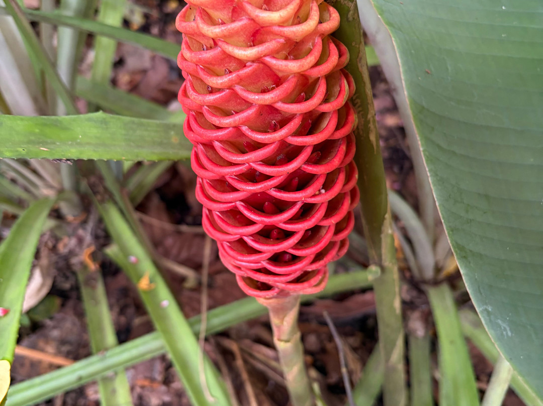 De La Grenade Nutmeg Garden-St. George's必去景点