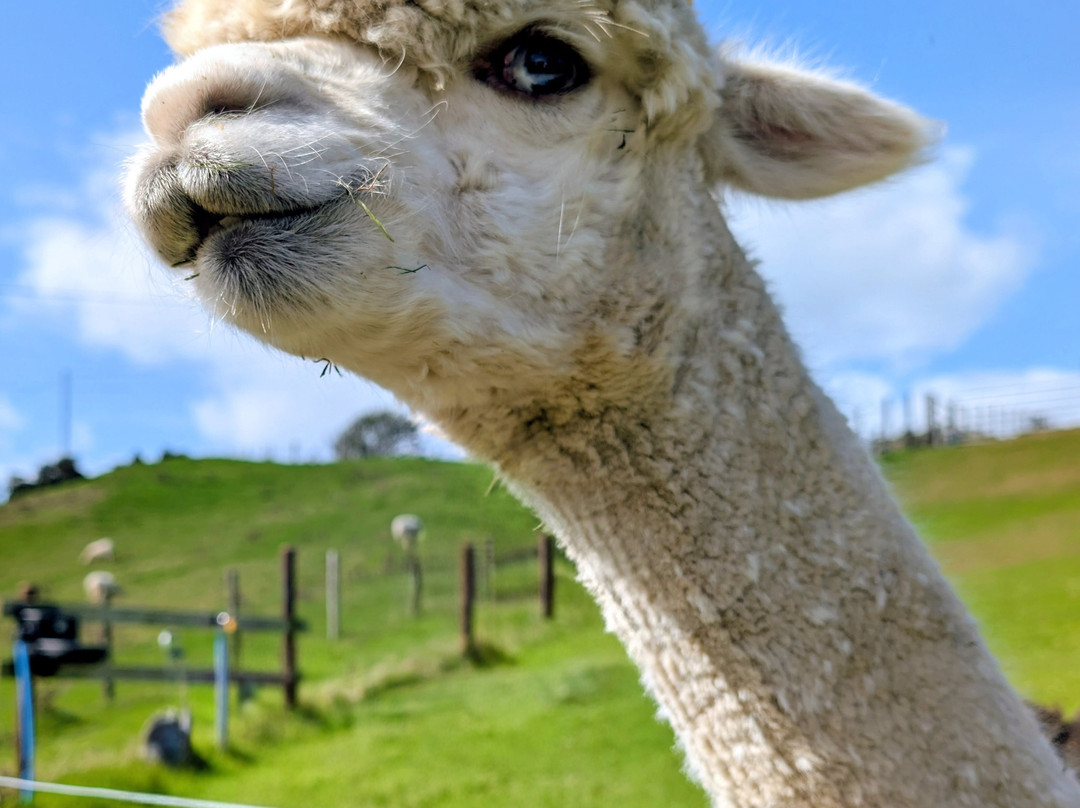 Antur Alpaca At Geufron Farm-Tywyn必去景点