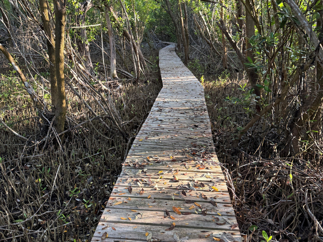 Mastic Trail-大开曼岛必去景点